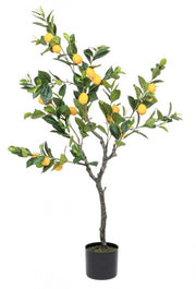 Pianta limone con vaso 198 foglie altezza cm 120