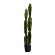 Pianta Cactus con vaso tondo
