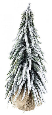 6x Pino Cimone Innevato H43