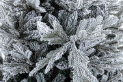 Albero Bernina Innevato H240-4117Rami