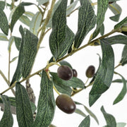 Pianta di ulivo con vaso nero 120h cm
