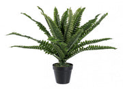 2x Pianta Felce C-Vaso 24Foglie H45Cm