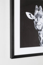2x Quadro C-C Evidence 107 49X49