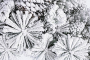 4x Corona Arves Innevato D80